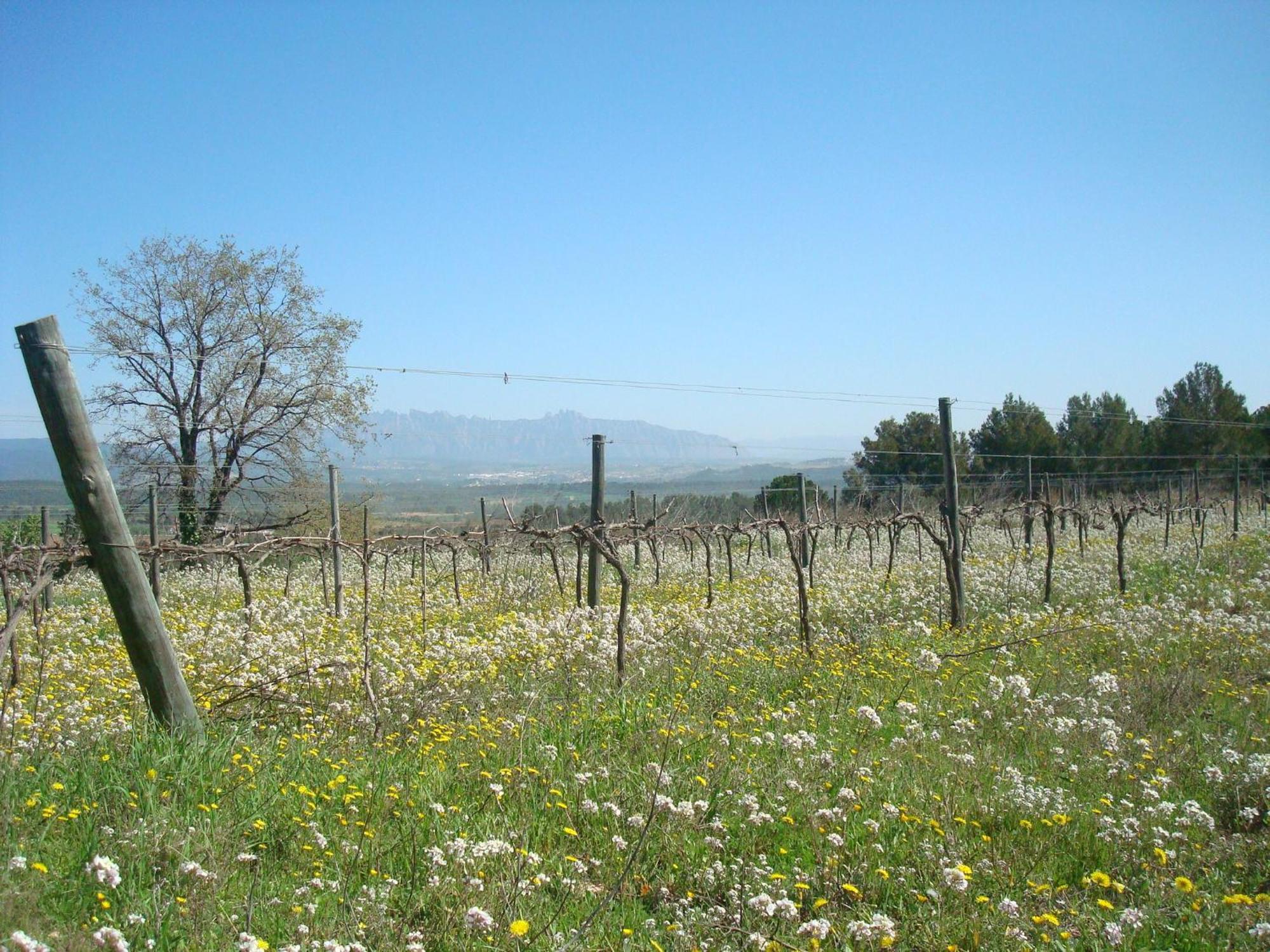 Comarquinal Bioresort Penedes San Quintín de Mediona Kültér fotó